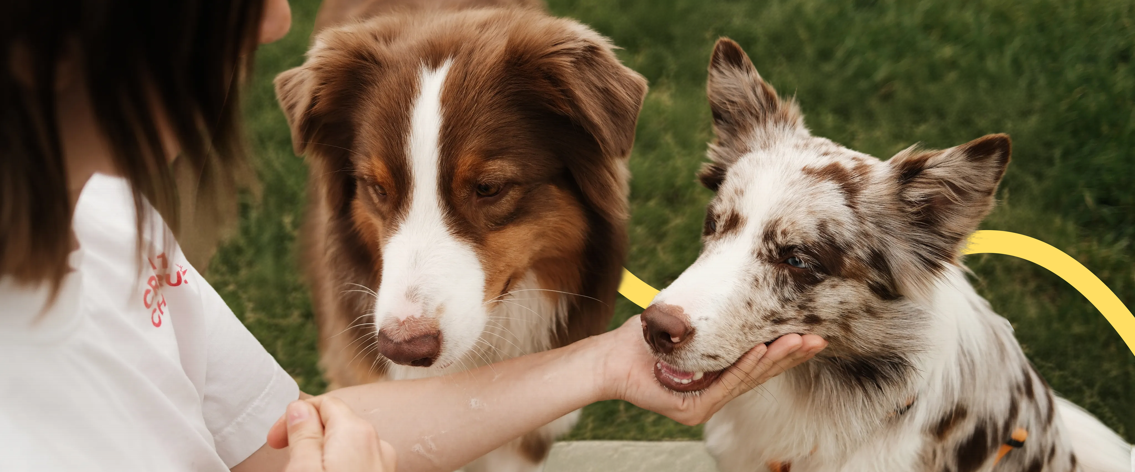 A sitter petting two Australian shepherds on the grass
